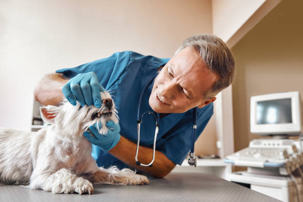Best Holiday Emergency Dentist in La Harpe, IL